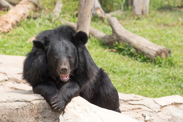 Black Bear