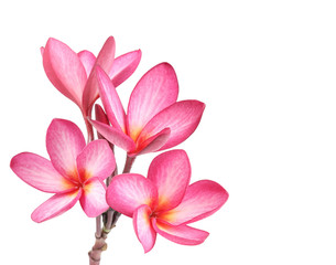 Fototapeta premium Frangipani flower isolated