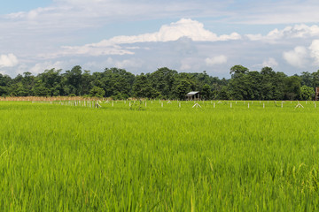 Fototapeta premium the landscape in chitwan,Nepal