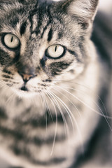 Portrait of Cat