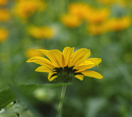 Yellow daisy and sunlight