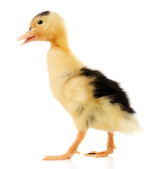Little cute duckling isolated on white