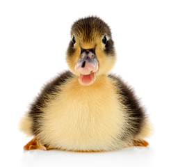 Little cute duckling isolated on white