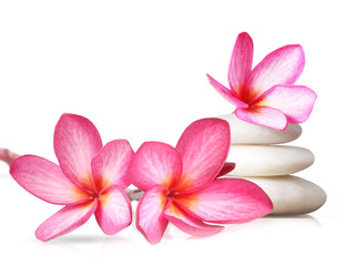 Frangipani flower isolated