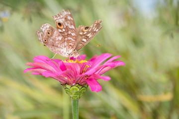 Butterfly fly in morning nature.