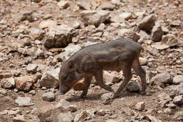 Wild boar, Wild pig on field