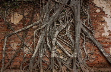 Tree roots cling on the red brick wall.
