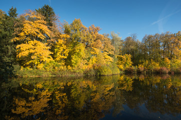 Bright yellow trees on the solar coast of the lake