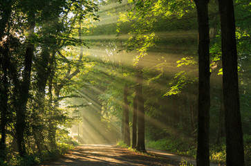 Sun rays shining through the trees in the forrest. - obrazy, fototapety, plakaty