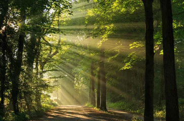 Foto auf Acrylglas Wald Sonnenstrahlen scheinen durch die Bäume im Wald.
