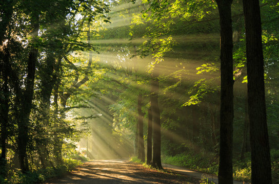 Sun rays shining through the trees in the forrest. © sanderstock