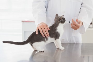 Vet doing injection at a cute kitten