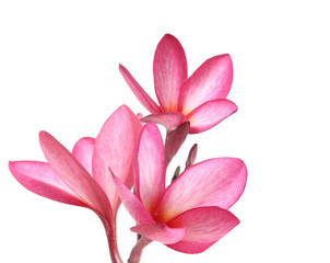 Frangipani flower isolated