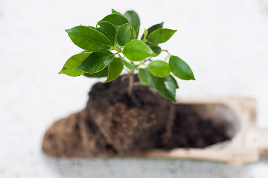 Sapling In Bamboo Relate