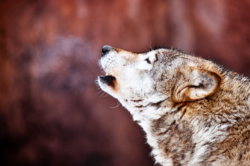 Closeup portrait of a wild howling wolf