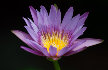 Water Lily Flower