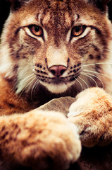 Muzzle of wild lynx close-up