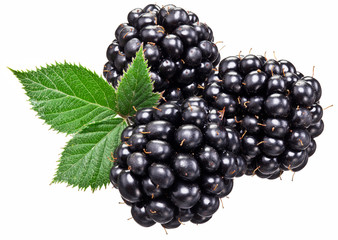Blackberries with leaves isolated over white.