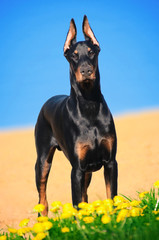 Portrait of the black doberman pinscher on beach