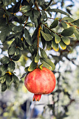 branch of pomegranate