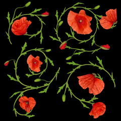 red poppy flower ornament elements collection on black