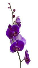 branch with bright large purple orchid flowers