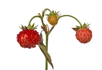 three isolated wild strawberries on stem