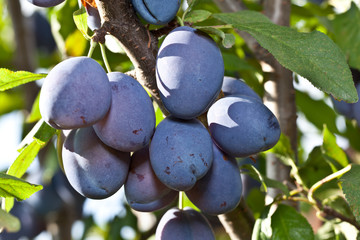 Plums on the tree. Fruit background.