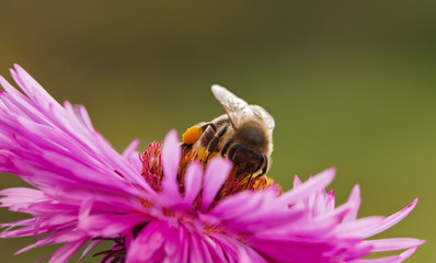 Bee on a daisy.