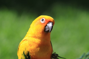 The yellow parrot