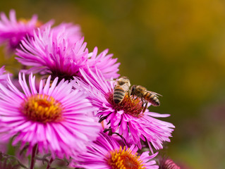 Bees on flower.