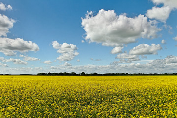 Fototapeta premium Canola field.