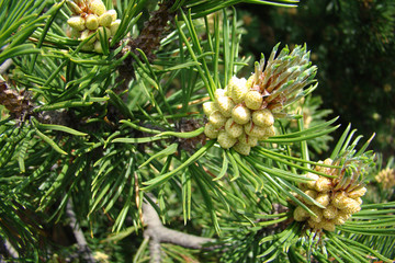 Cones mâles de pin  à crochet