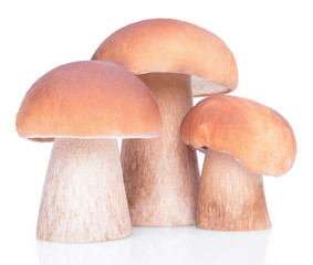 Three raw boletus edulis isolated on white background