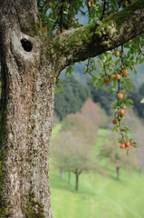 Obraz premium Apfelbaum