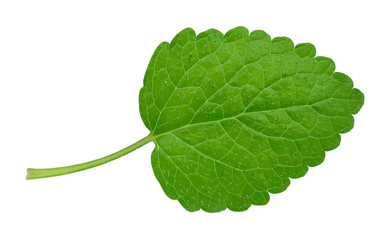 Obraz premium melissa