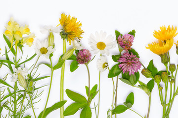 Fresh blooming wildflowers