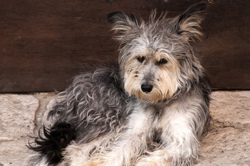 Likeable shaggy stray dog on stone pavement