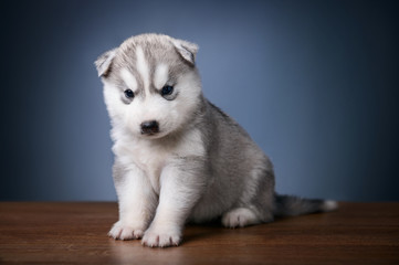 Cute little puppy of siberian husky