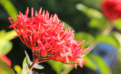 the flowers in chitwan,Nepal