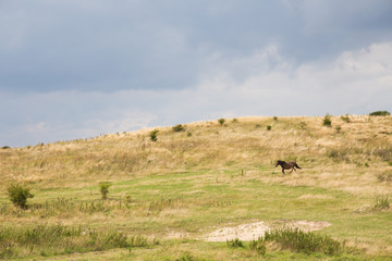 Obraz premium Trabendes Wildpferd