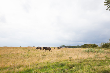Wildpferde auf der Koppel
