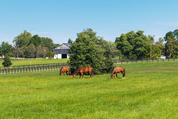 Green pastures of horse farms. Country summer landscape. © volgariver