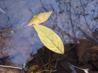 жёлтые листья на воде