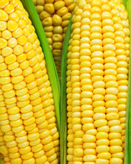 Corn