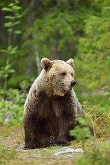 Fototapeta na wymiar Brown bear sitting in the forest