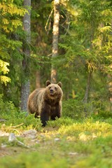 Brown bear in forest