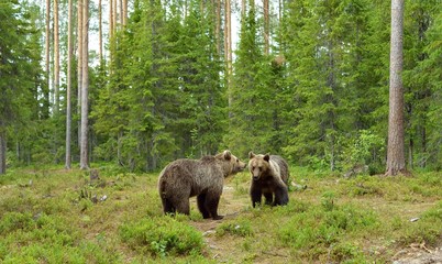 Two bears in the forest
