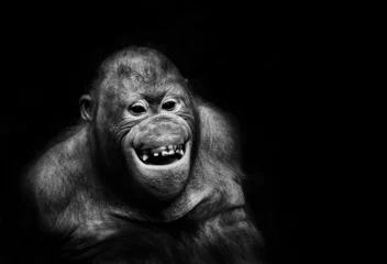 Papier Peint photo autocollant Singe Funny orangutan monkey smiling - black background