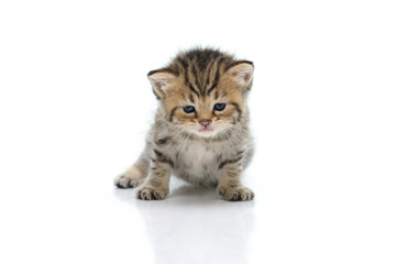 Cute tabby kitten  on white background